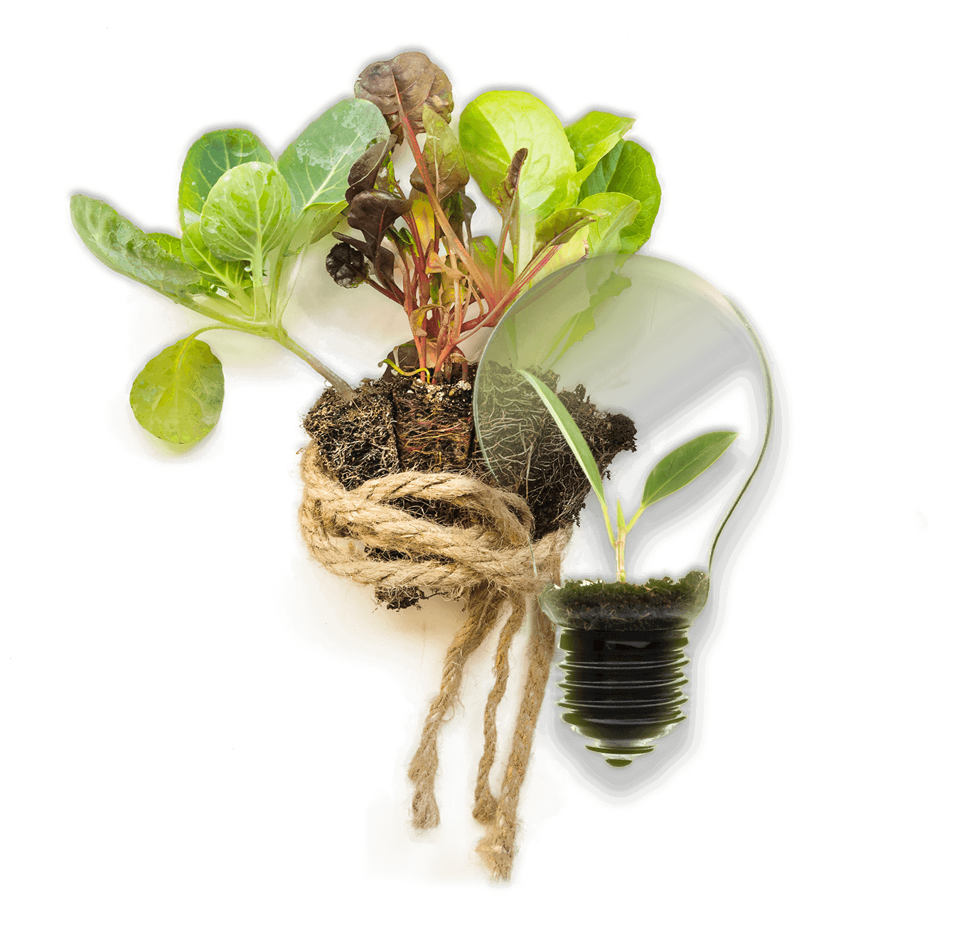 Image Title My Image