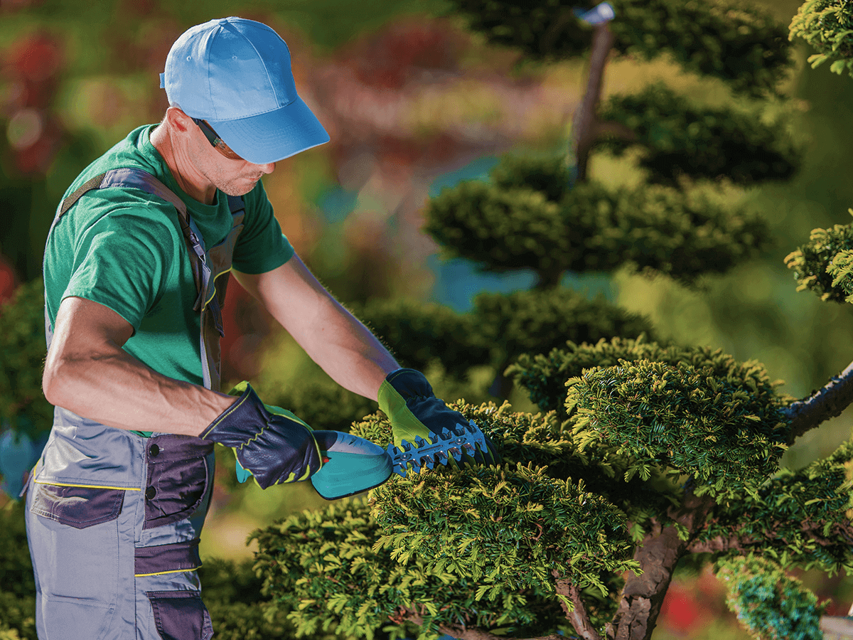 Image Title My Image